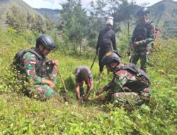 Satgas Yonif 721/Mks Tanam Bibit Pohon Di Papua Pegunungan